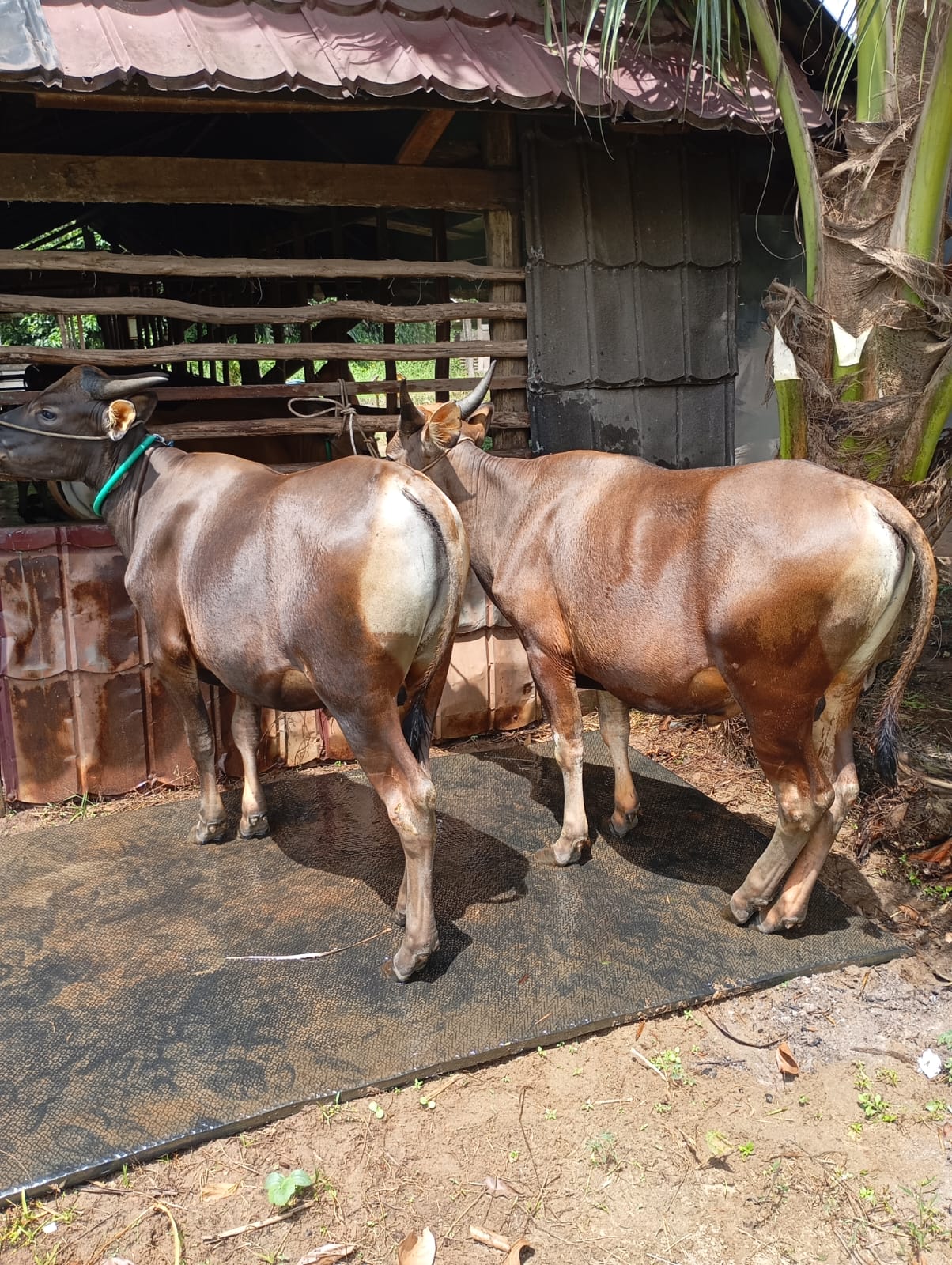 Sapi Qurban